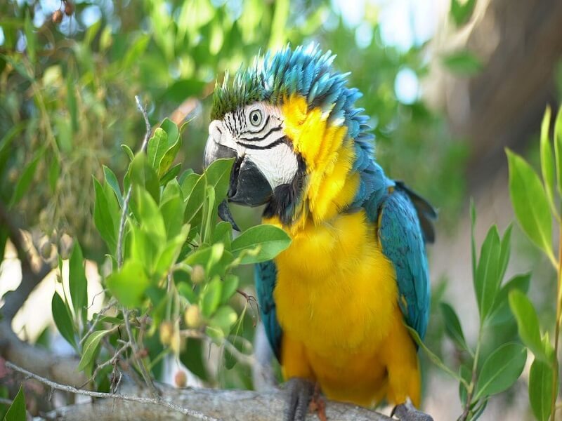 Hotel Isla Palma - Imagen 4