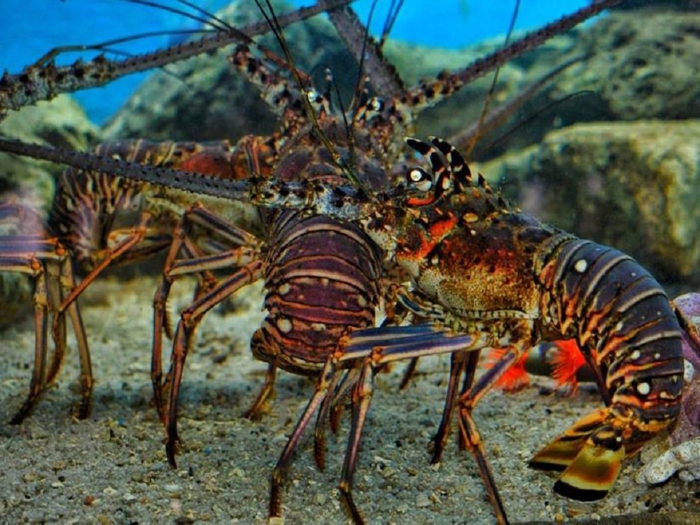 Mangata Beach Club - Imagen 25